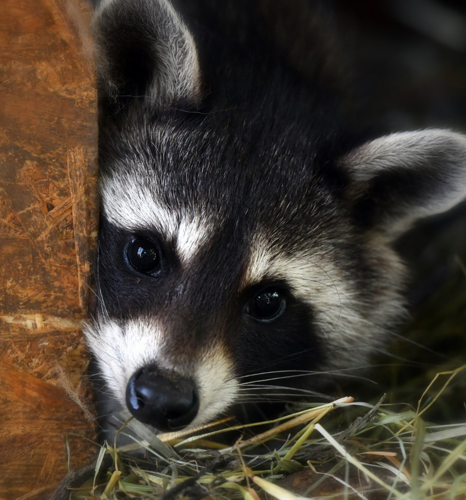 Ein kleiner Waschbär schaut aus dem Heu heraus. Man sieht nur den süßen Kopf in Großaufnahme