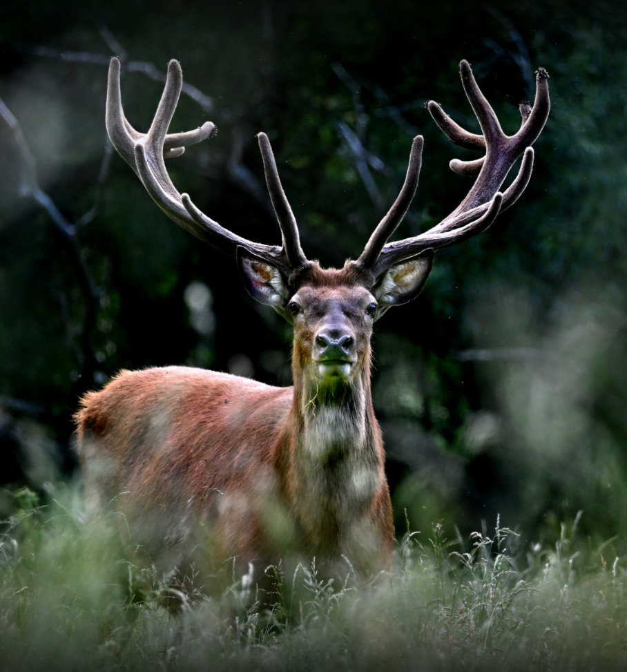 waldkpark hirsch