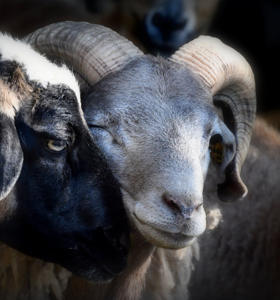 Zwei Schafe mit ihren Köpfen in Großaufnahme, die offenbar genüsslich miteinander kuscheln
