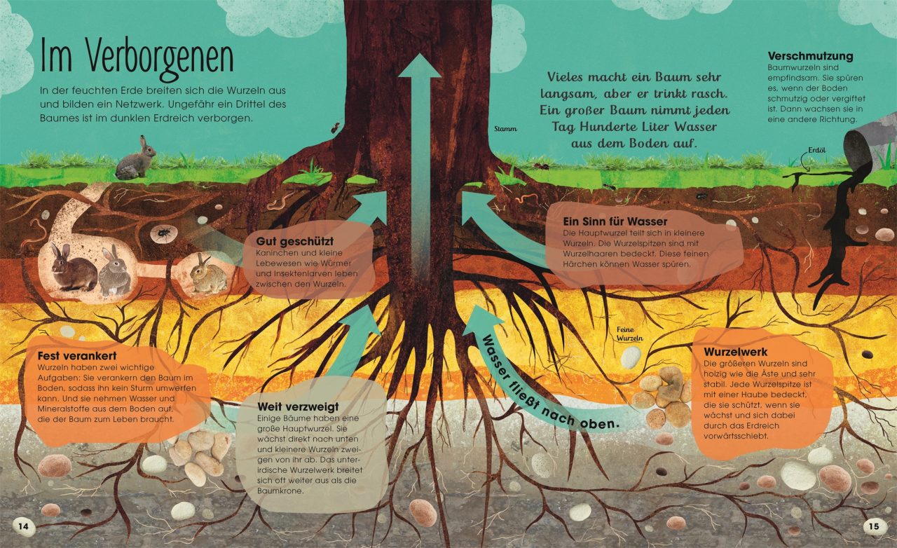 Bäume - Entdecke die verborgene Welt des Waldes – Bild 3