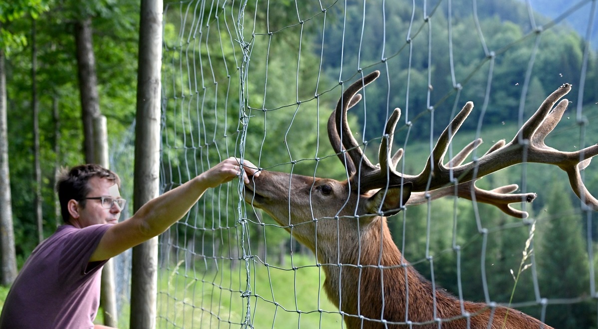 Hirsch füttern