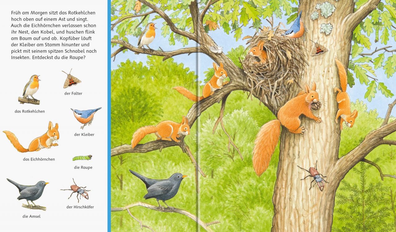 Sachen suchen: Tiere im Wald – Bild 2