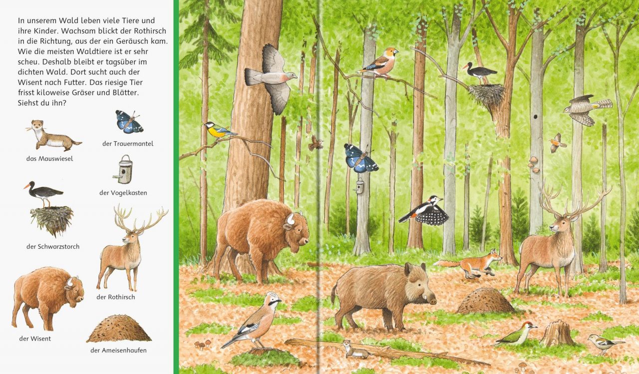 Sachen suchen: Tiere im Wald – Bild 3