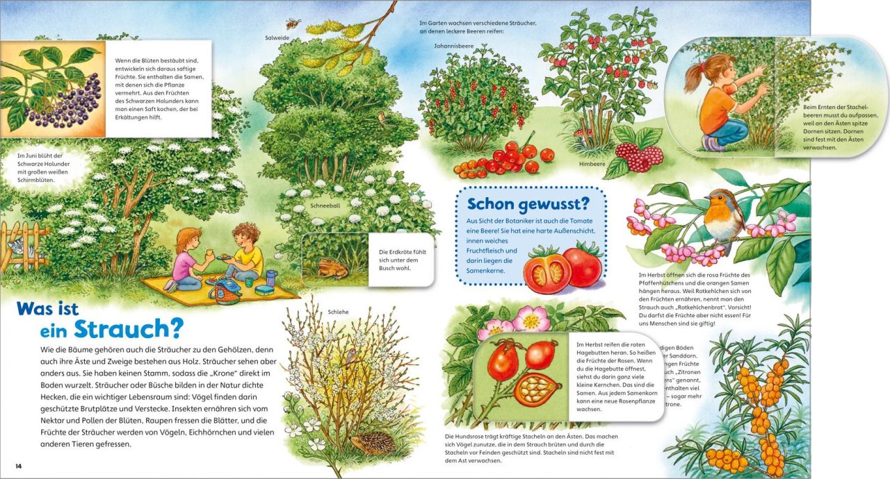 Apfel Birke Löwenzahn – Bild 2