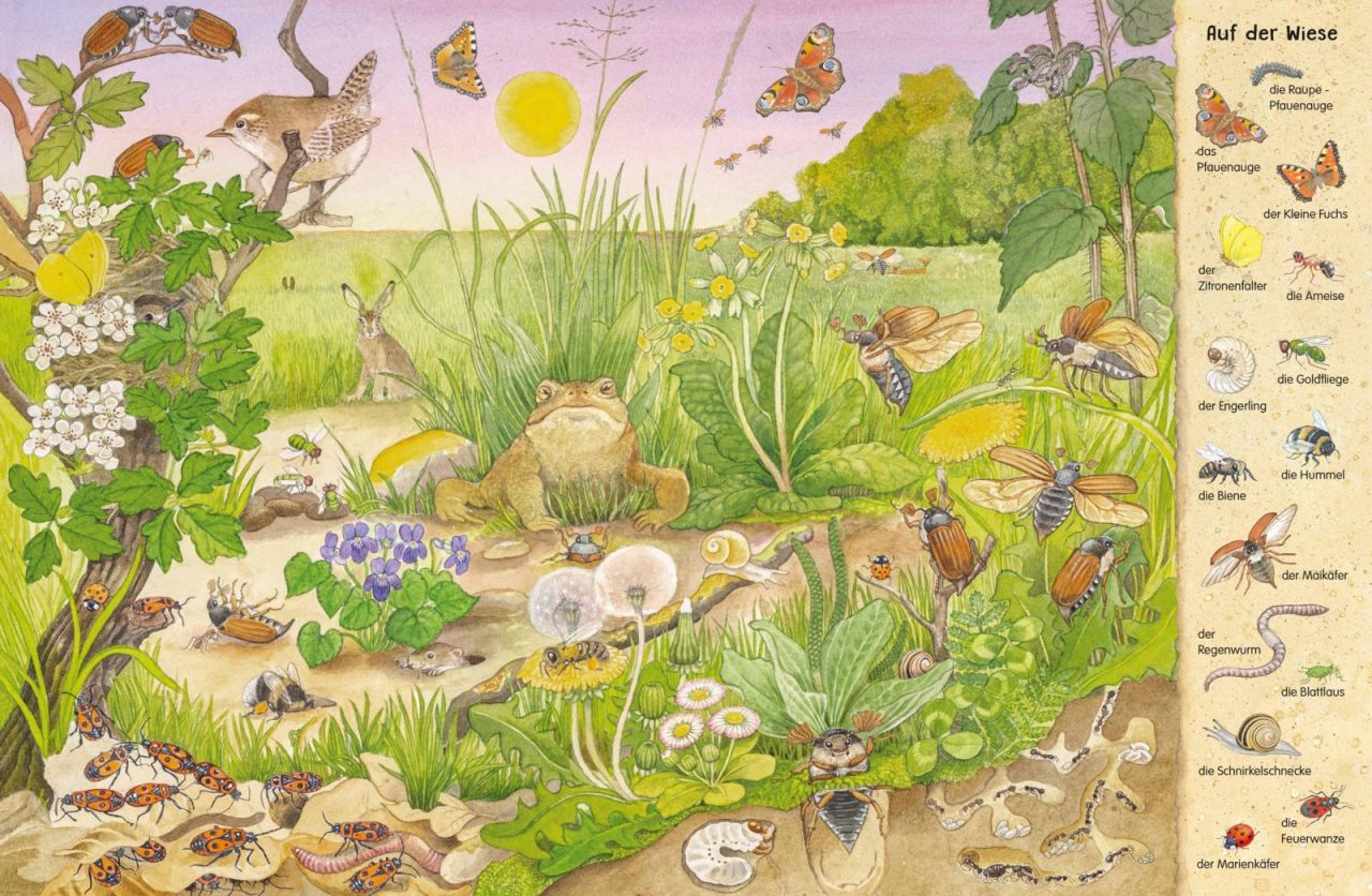 Mein erstes Wimmelbuch: Krabbeltiere in Feld, Wald und Wiese – Bild 2