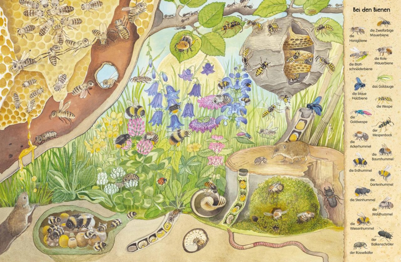 Mein erstes Wimmelbuch: Krabbeltiere in Feld, Wald und Wiese – Bild 3