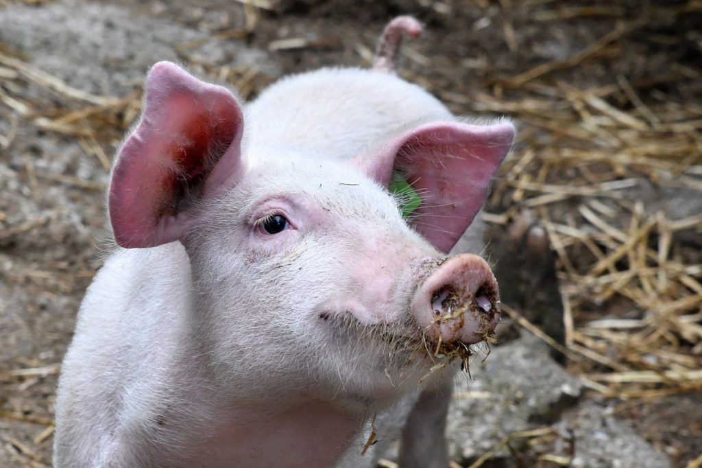 KREAWAWUZI - Designwettbewerb 1 Schweine 2 min@spezialfotos.at