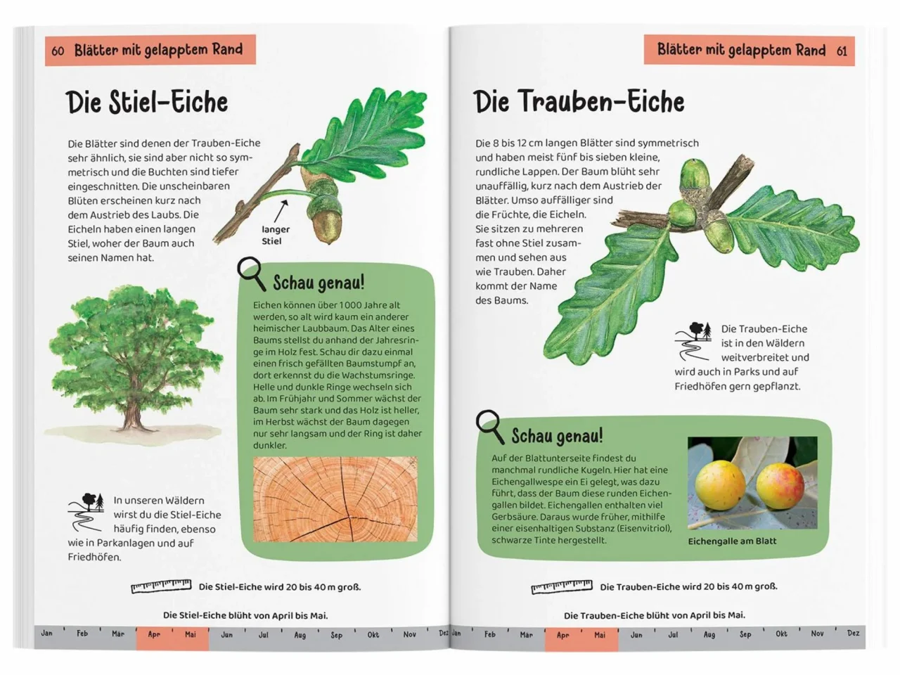 welcher baum ist das kindernaturfuehrer taschenbuch holger haag