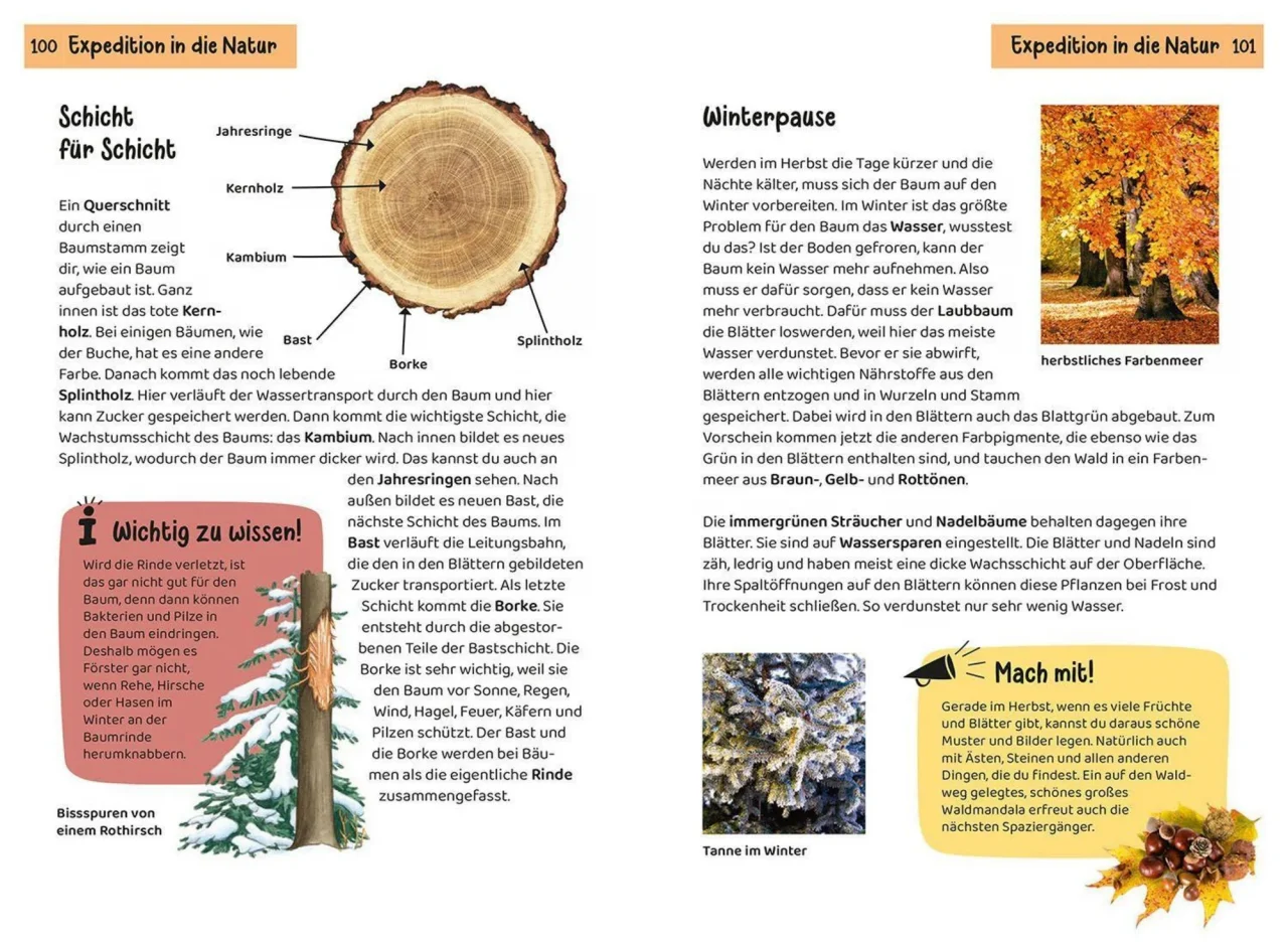 welcher baum ist das kindernaturfuehrer taschenbuch holger haag 2