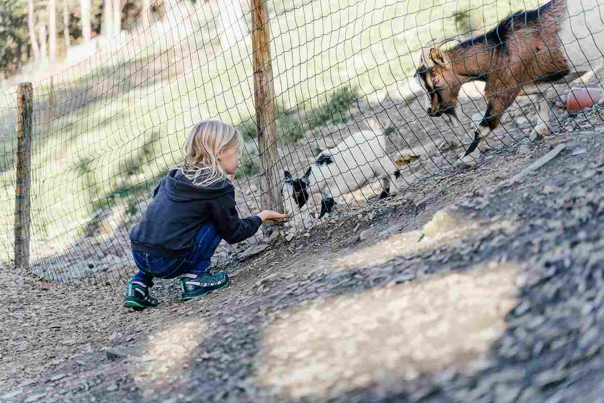 Mädchen füttert die Ziegen beim Ausflug mit dem Kindergarten