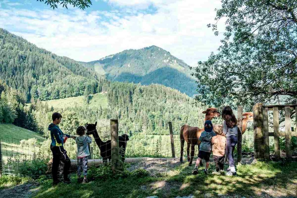 Kinder im Wald beim Füttern von Alpakas