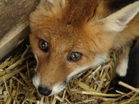 Fuchs im Waldpark