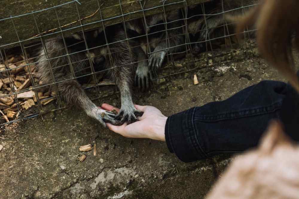 Ein Besucher hält beide Pfoten eines Waschbärs in Händen