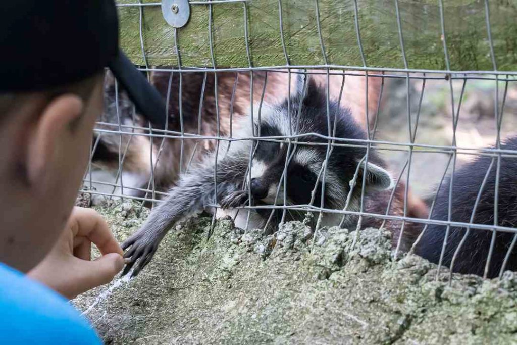 Kind füttert Waschbären, der die Pfote aus dem Gehege steckt, sodass man sie sogar angreifen kann