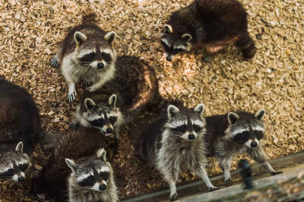 Mehrere Waschbären schauen zu den Besuchern herauf