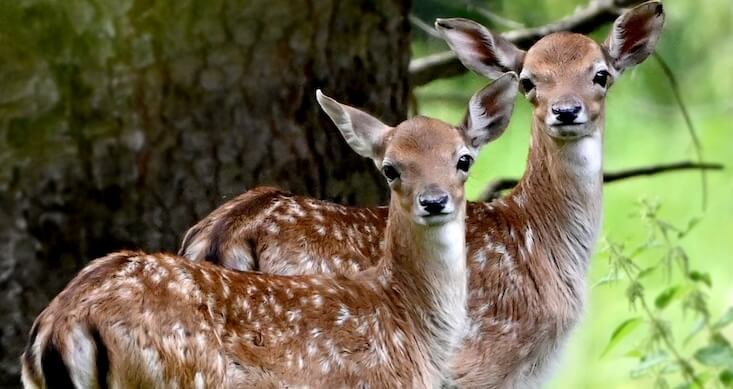 2 junge Tiere Rotwild gepunktet, wie Bambi, im Grün des Waldes von Waldpark Hochreiter auf der Teichalm