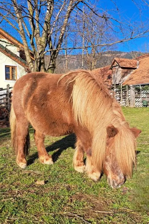 Mini-Pony Linda in voller Größe bei Sonnenschein auf der Wiese während sie Gras frisst