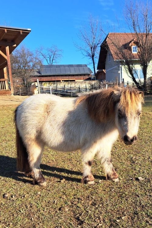 Mini-Pony Karamel in voller Größe und aufrecht bei Sonnenschein auf der Wiese
